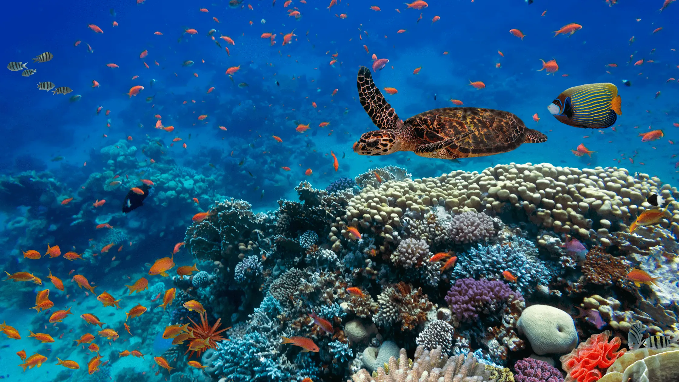 從觀察力培養出競爭力 - 專訪台灣生物多樣性專家薛美莉博士